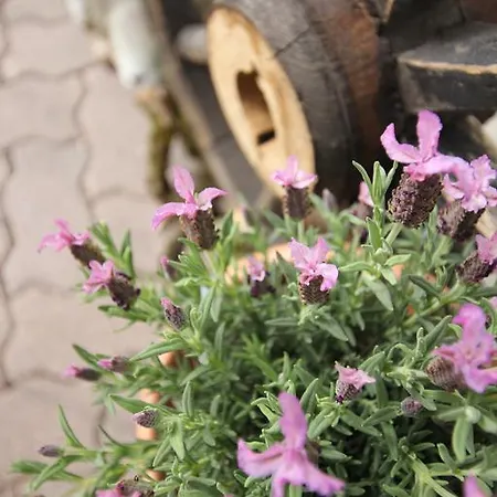 Weinbachbauer - Urlaub Am Bauernhof