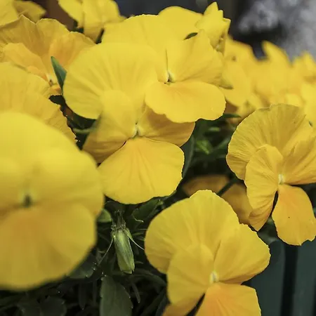 Weinbachbauer - Urlaub Am Bauernhof * Saint Wolfgang