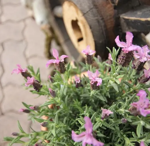 Weinbachbauer - Urlaub Am Bauernhof