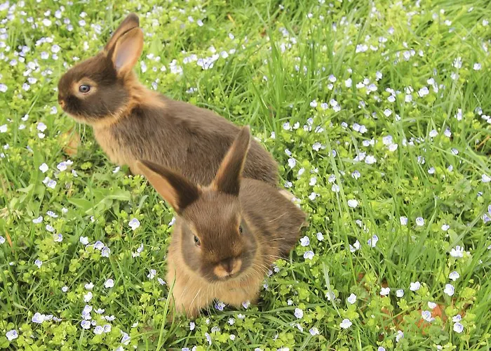 Weinbachbauer - Urlaub Am Bauernhof Séjour à la ferme Saint Wolfgang