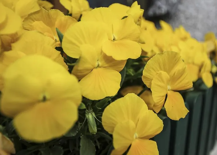 Weinbachbauer - Urlaub Am Bauernhof * Saint Wolfgang